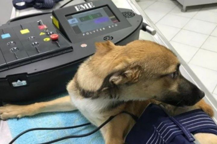 EME Modulares Therapiesystem »Polyter Vet« für Veterinärmedizin